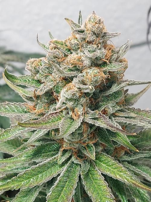 Multicrop 12 Strains 630W CMH. Week 14 - Rotten Rainbow - The Grateful Seeds - BT64