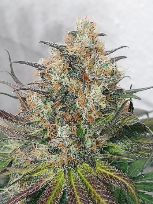 Multicrop 12 Strains 630W CMH. Week 14 - LH2P - Perfect Tree - BT64