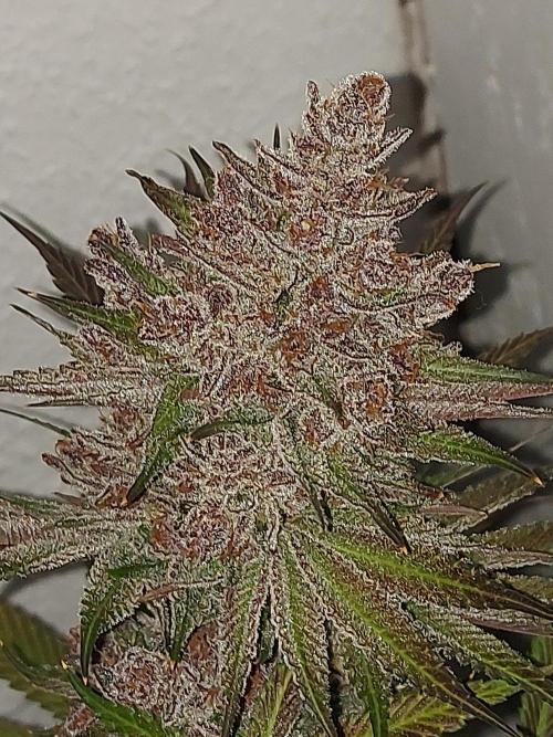 Multicrop 12 Strains 630W CMH. Week 15