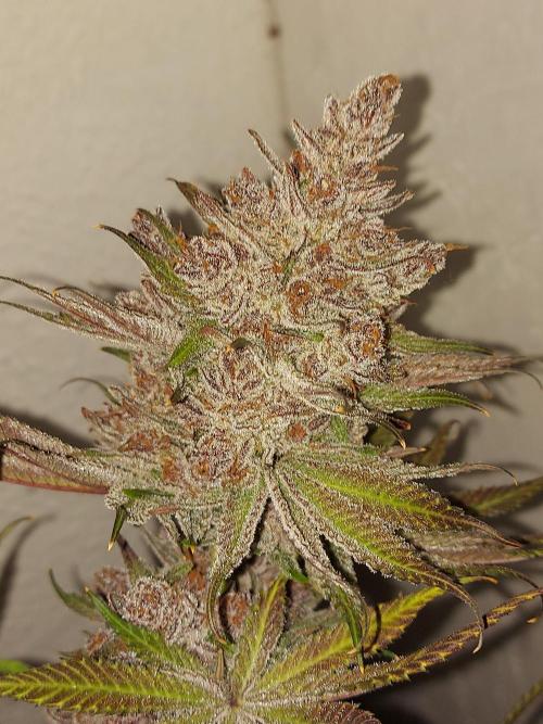 Multicrop 12 Strains 630W CMH. Week 15