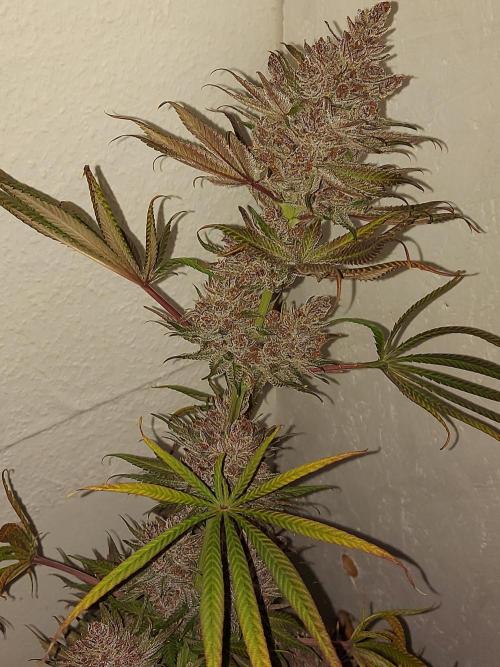 Multicrop 12 Strains 630W CMH. Week 15