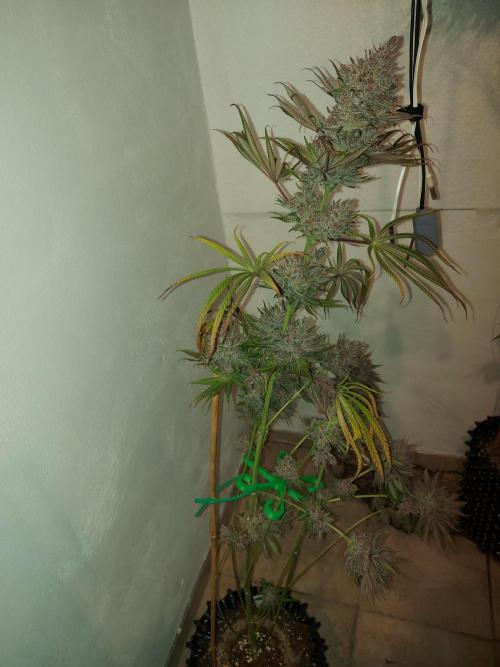 Multicrop 12 Strains 630W CMH. Week 15