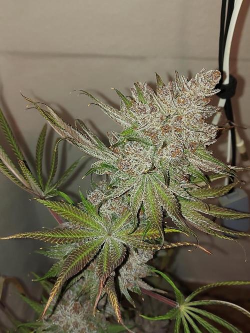 Multicrop 12 Strains 630W CMH. Week 15