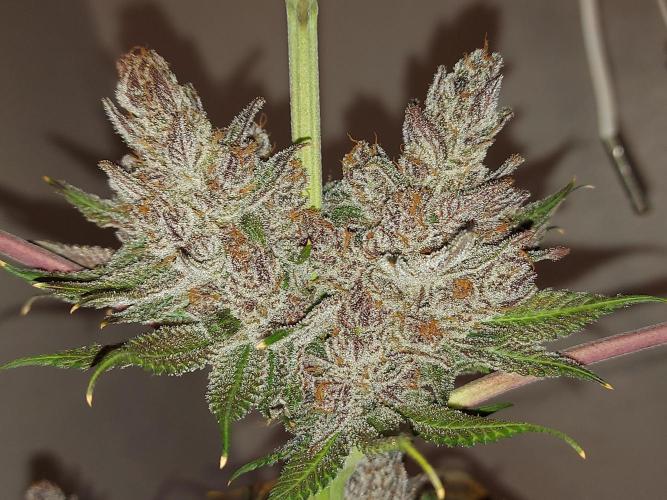 Multicrop 12 Strains 630W CMH. Week 15