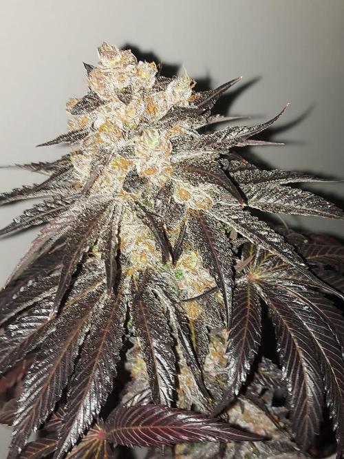 Multicrop 12 Strains 630W CMH. Week 15