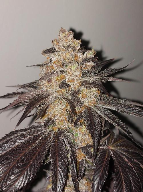 Multicrop 12 Strains 630W CMH. Week 15