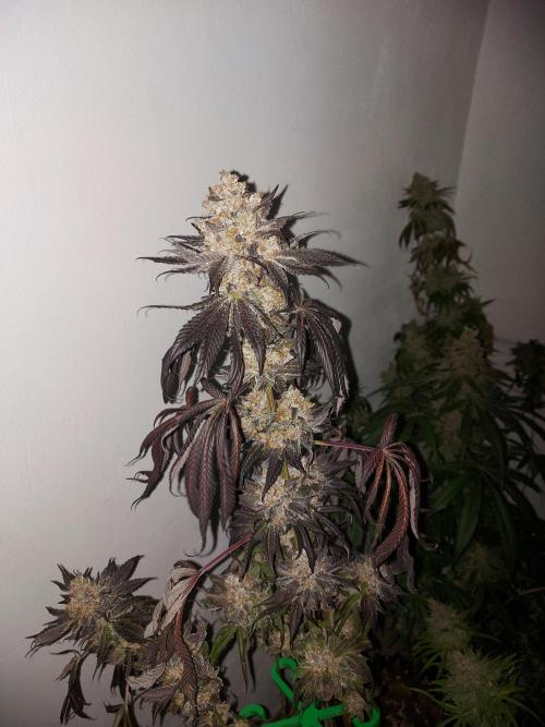 Multicrop 12 Strains 630W CMH. Week 15