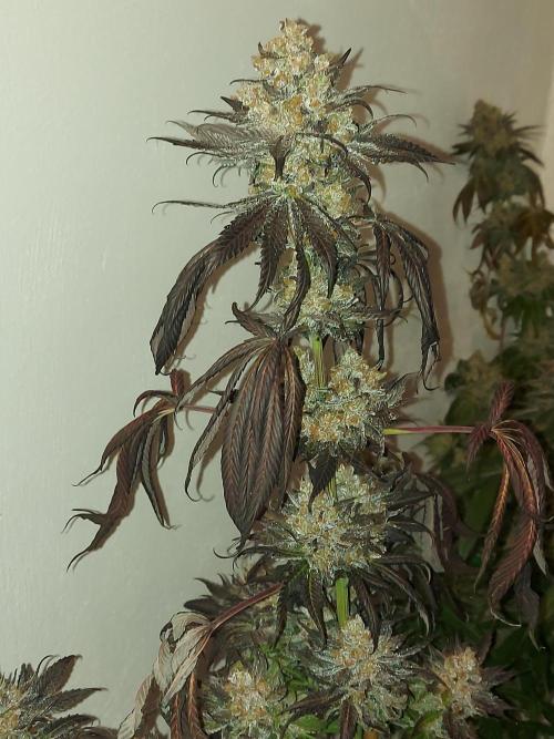 Multicrop 12 Strains 630W CMH. Week 15