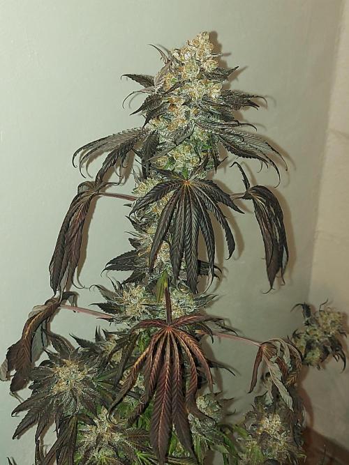 Multicrop 12 Strains 630W CMH. Week 15