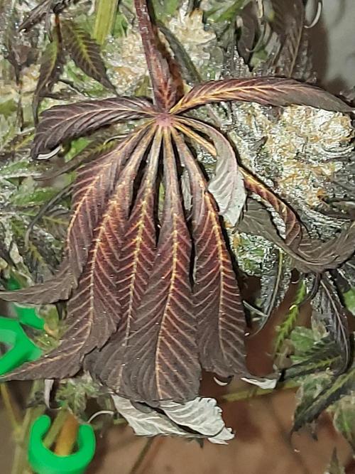 Multicrop 12 Strains 630W CMH. Week 15