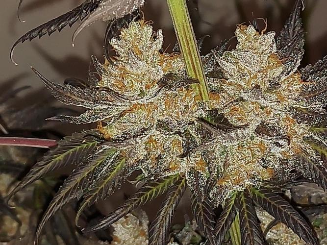 Multicrop 12 Strains 630W CMH. Week 15