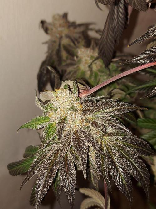 Multicrop 12 Strains 630W CMH. Week 15