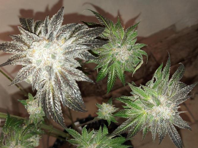 Multicrop 12 Strains 630W CMH. Week 15