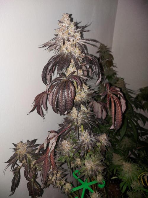 Multicrop 12 Strains 630W CMH. Week 15