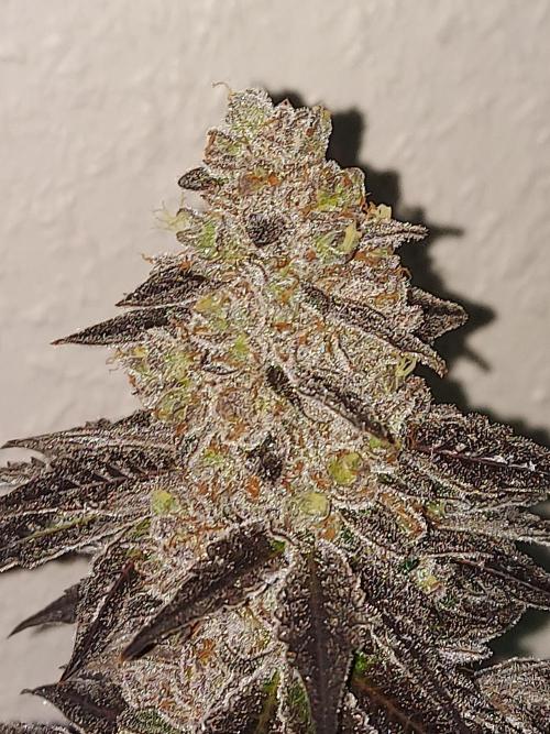 Multicrop 12 Strains 630W CMH. Week 15