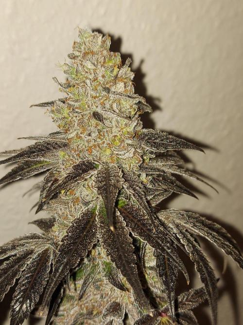 Multicrop 12 Strains 630W CMH. Week 15