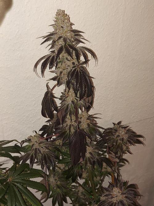 Multicrop 12 Strains 630W CMH. Week 15