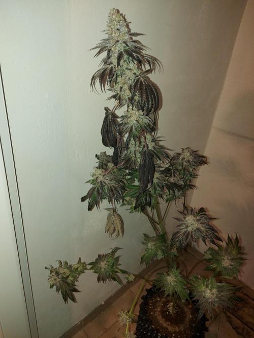 Multicrop 12 Strains 630W CMH. Week 15