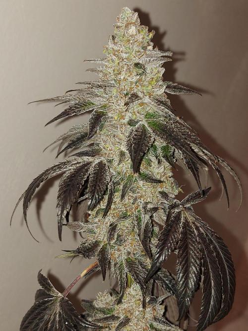 Multicrop 12 Strains 630W CMH. Week 15