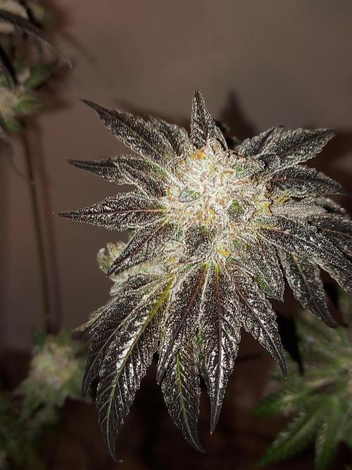 Multicrop 12 Strains 630W CMH. Week 15