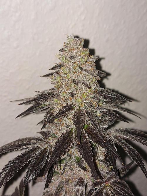 Multicrop 12 Strains 630W CMH. Week 15