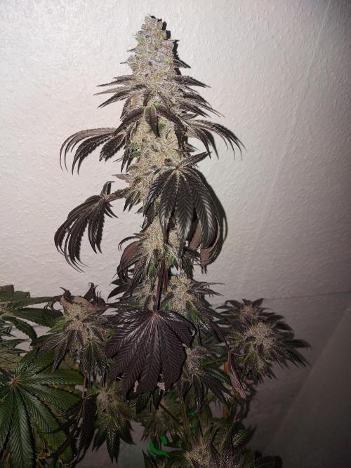 Multicrop 12 Strains 630W CMH. Week 15