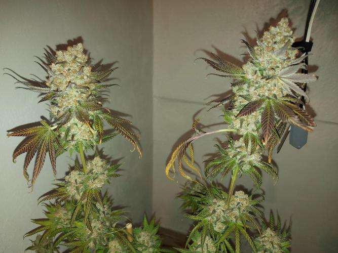 Multicrop 12 Strains 630W CMH. Week 15 - LuxarDos - Compound Genetics