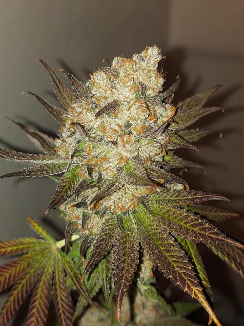 Multicrop 12 Strains 630W CMH. Week 15 - LuxarDos-Compound Genetics