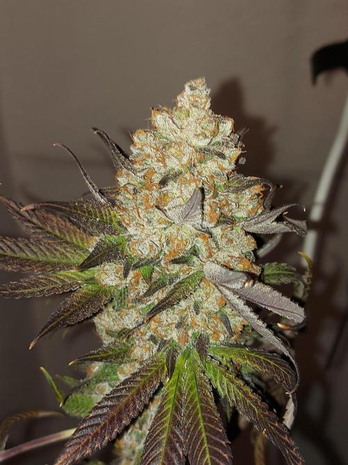 Multicrop 12 Strains 630W CMH. Week 15 - LuxarDos - Compound Genetics