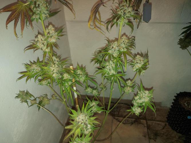 Multicrop 12 Strains 630W CMH. Week 15 - LuxarDos - Compound Genetics