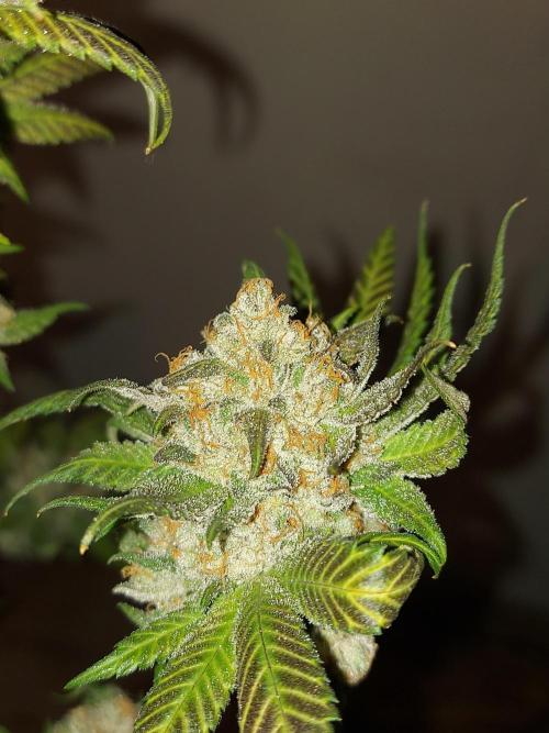 Multicrop 12 Strains 630W CMH. Week 15