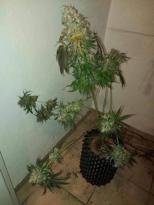 Multicrop 12 Strains 630W CMH. Week 15 - LH2P - Perfect Tree