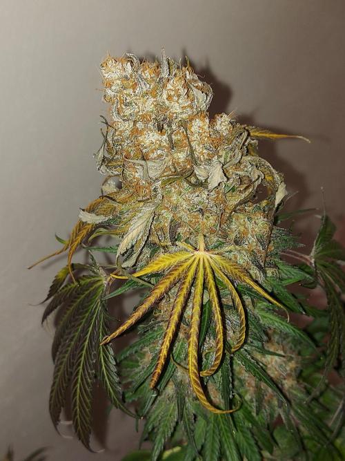 Multicrop 12 Strains 630W CMH. Week 15 - LH2P - Perfect Tree