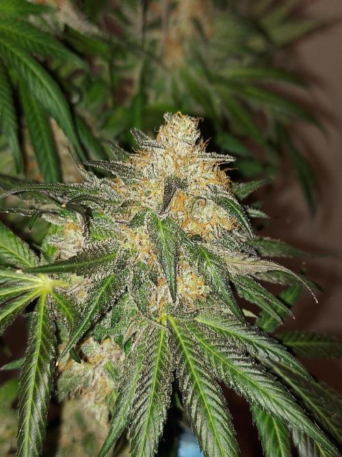 Multicrop 12 Strains 630W CMH. Week 15 - LH2P - Perfect Tree