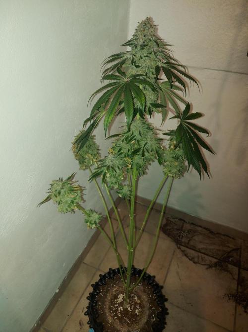 Multicrop 12 Strains 630W CMH. Week 15 - Rotten Apple - Perfect Tree