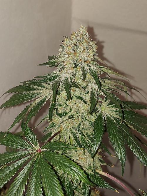 Multicrop 12 Strains 630W CMH. Week 15 - Rotten Apple - Perfect Tree