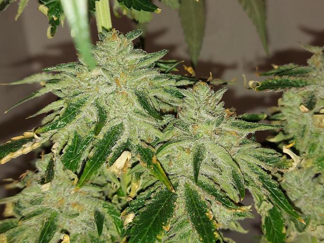 Multicrop 12 Strains 630W CMH. Week 15 - Rotten Apple - Perfect Treee