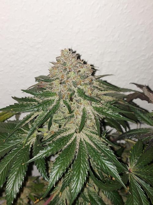 Multicrop 12 Strains 630W CMH. Week 15