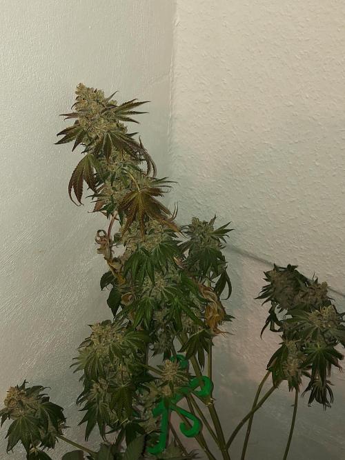 Multicrop 12 Strains 630W CMH. Week 15 - Tropicozz - Perfect Tree