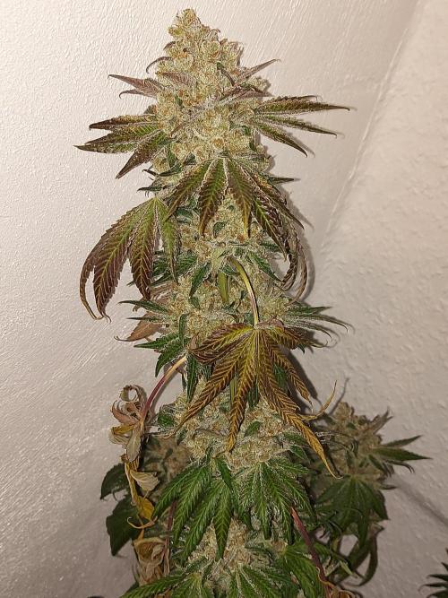 Multicrop 12 Strains 630W CMH. Week 15 - Tropicozz - Perfect Tree