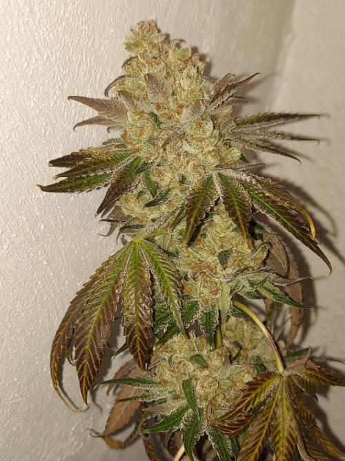 Multicrop 12 Strains 630W CMH. Week 15 - Tropicozz - Perfect Tree