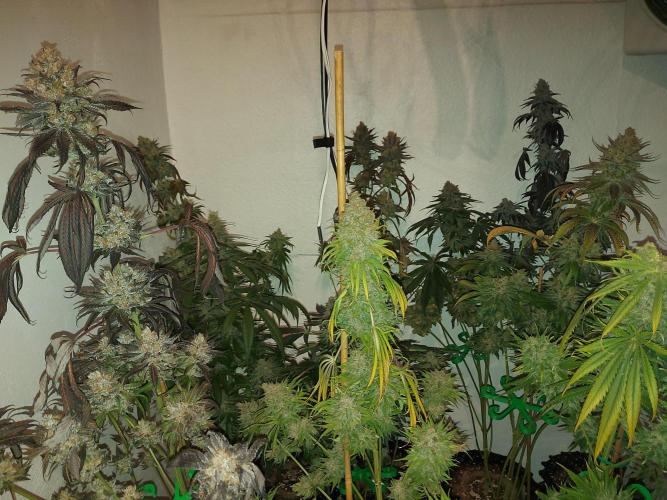 Multicrop 12 Strains 630W CMH. Week 15 - Übersicht rechte Hälfte