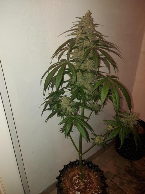 Multicrop 12 Strains 630W CMH. Week 15 - Red Velvet Auto - Paradise Seeds