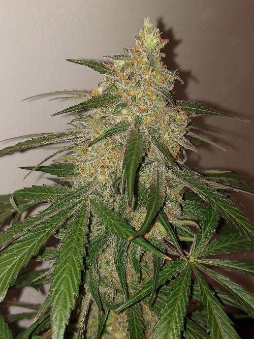 Multicrop 12 Strains 630W CMH. Week 15 - Red Velvet Auto - Paradise Seeds