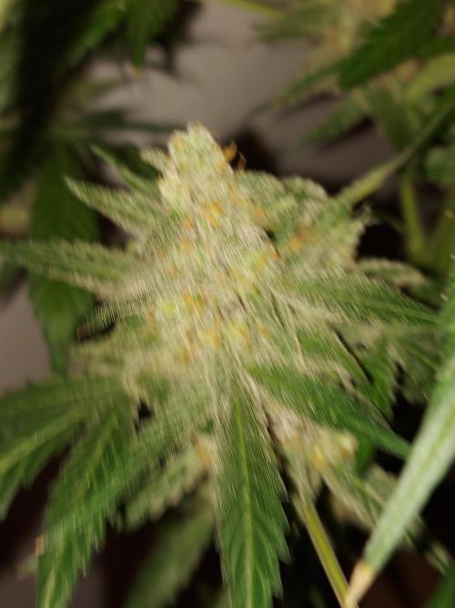 Multicrop 12 Strains 630W CMH. Week 15