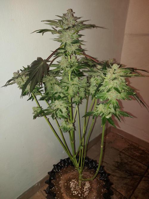 Multicrop 12 Strains 630W CMH. Week 15 - Animorph Mints - Compound Genetics