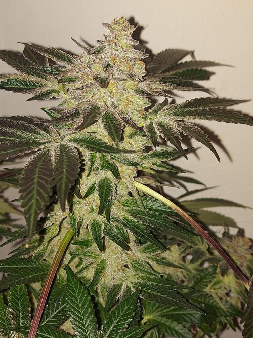 Multicrop 12 Strains 630W CMH. Week 15 - Animorph Mints - Compound Genetics