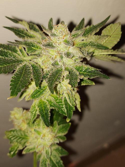 Multicrop 12 Strains 630W CMH. Week 15 - Animorph Mints Compound Genetics