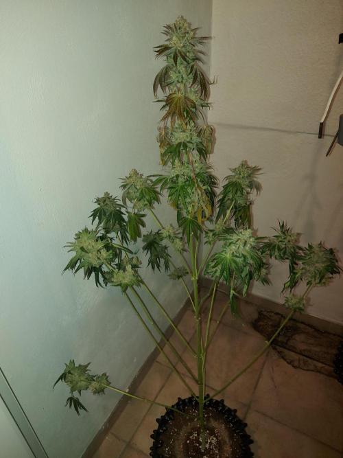 Multicrop 12 Strains 630W CMH. Week 15