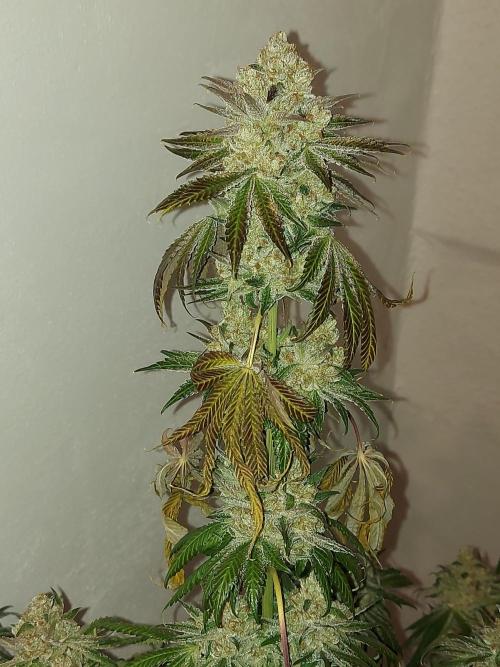 Multicrop 12 Strains 630W CMH. Week 15